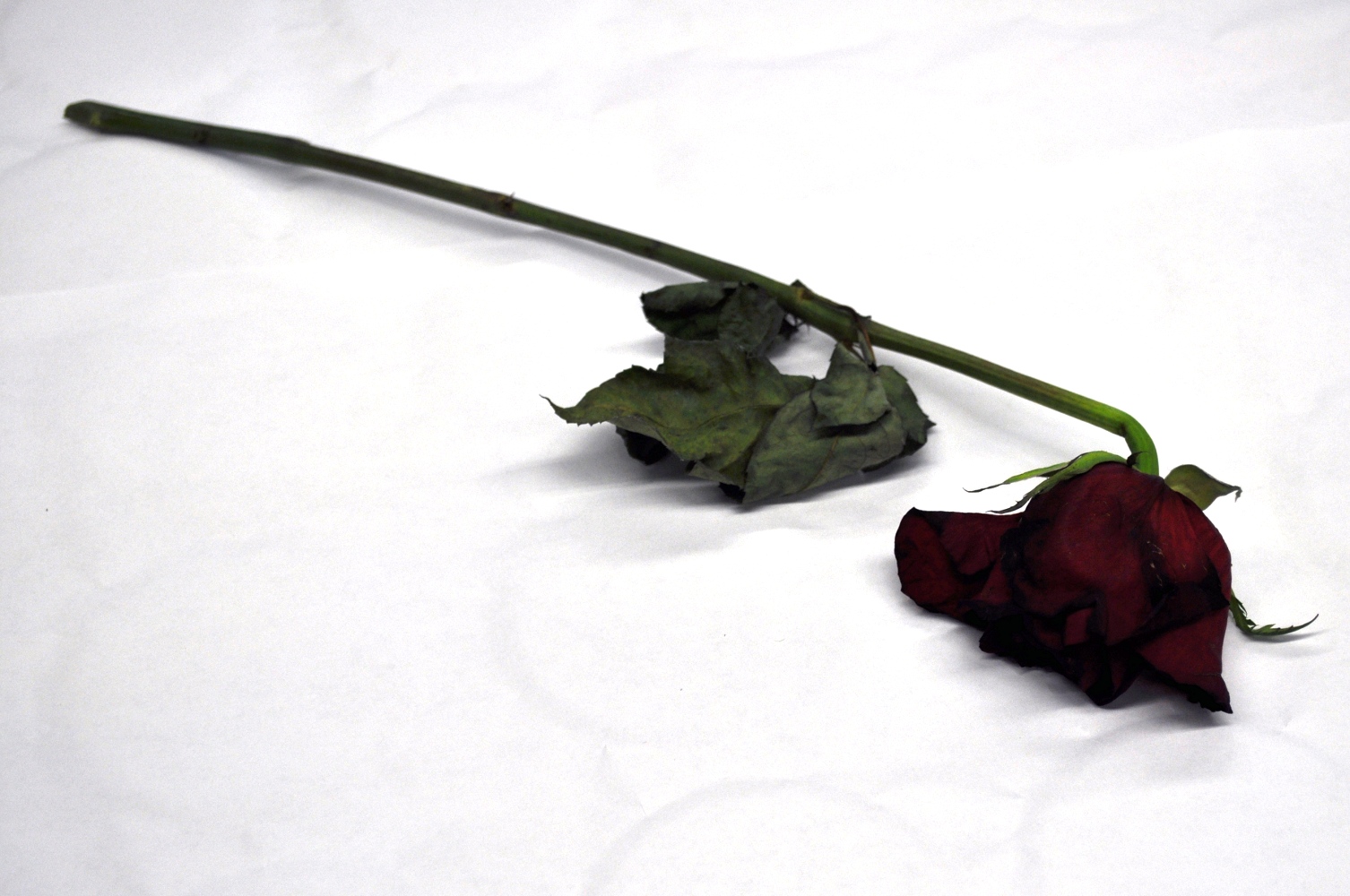 Roses Fresh Flowers to Decorative Scented Potpourri Adventures With