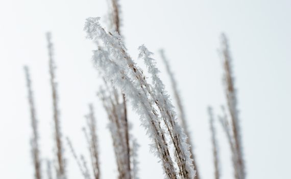 Hoarfrost on dry ornamental grass.